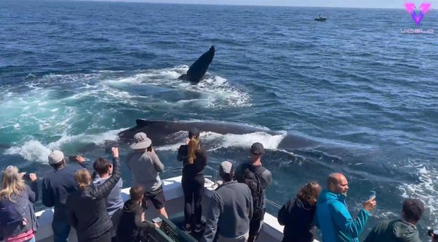 Los turistas de este barco recibieron la visita de unas ballenas en mitad del océano