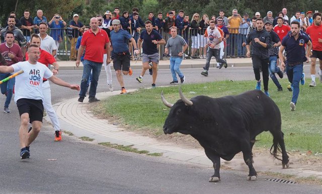 Un toro y corredores durante un encierro por las calles de Tordesillas, a 13 de septiembre de 2022, en Tordesillas, Valladolid, Castilla y León (España). 