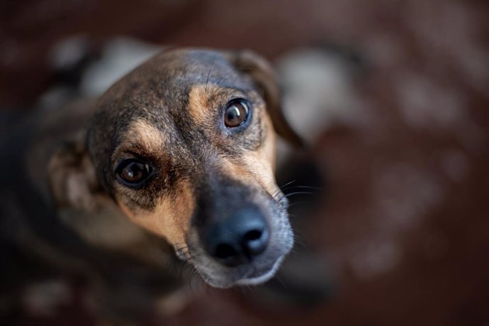 Archivo - Fundación Affinity recomienda adoptar perros teniendo en cuenta su carácter y no su raza. 28 de mayo: Día Mundial del Perro sin Raza.