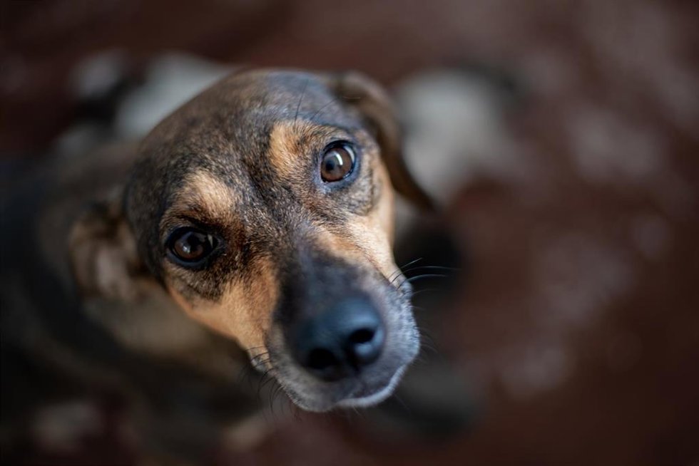 Archivo - Fundación Affinity recomienda adoptar perros teniendo en cuenta su carácter y no su raza. 28 de mayo: Día Mundial del Perro sin Raza.