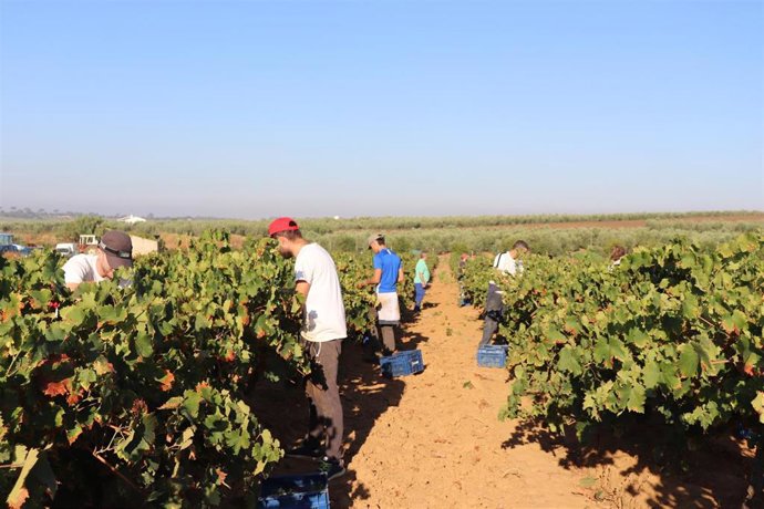 Inicio de la vendimia de la Zalema en el Condado de Huelva.