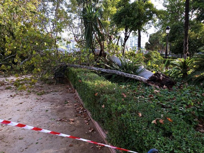 Caída de una rama de gran porte en los Jardines del Cristina, en foto de archivo.