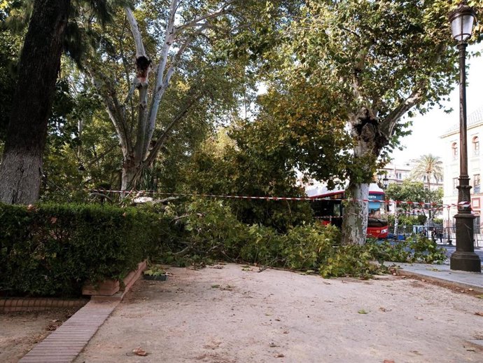 Caída de rama de un árbol en los Jardines del Cristina, frente a San Telmo, en foto de archivo.