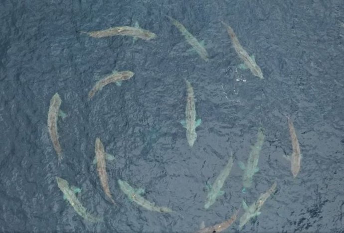 Tiburones nadando en círculo