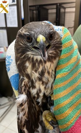Águila ratonera' rescatada en un barranco en Arona por la Guardia Civil
