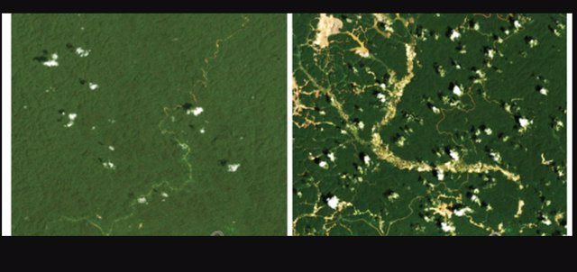El río Maroni en la frontera Surinam-Guyana permaneció relativamente inalterado en 1993, pero para 2021, la deforestación provocó flujos de lodo.