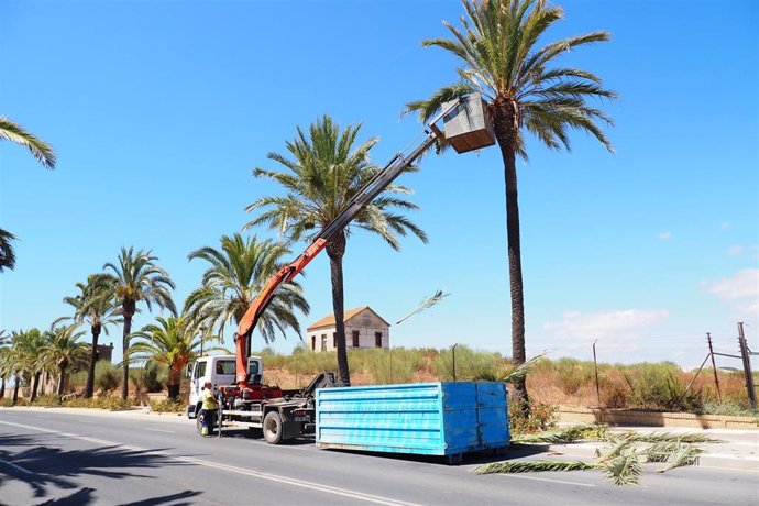 El Ayuntamiento de Palos de la Frontera (Huelva) comienza una nueva campaña de poda de árboles