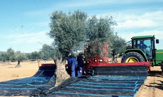 Archivo - Olivareros recogiendo aceitunas