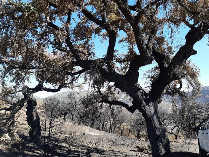 Superficie arrasada en uno de los incendios de ese verano en Extremadura.