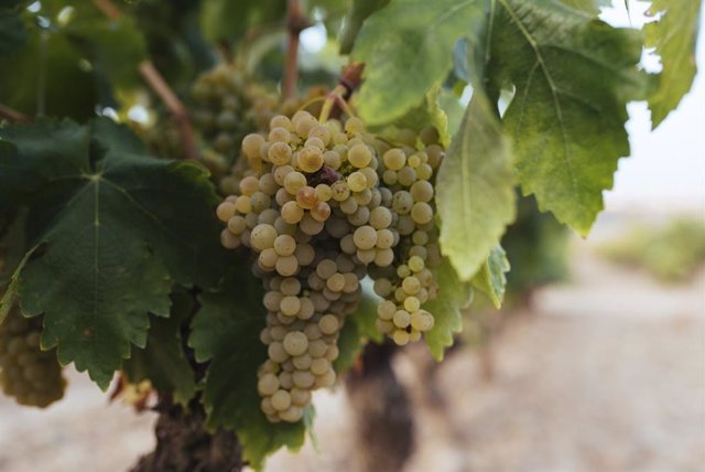 Vendimia generalizada de variedades blancas en toda la DOCa Rioja