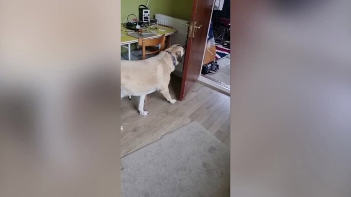 Este perro inteligente ayuda a su dueño en las tareas diarias