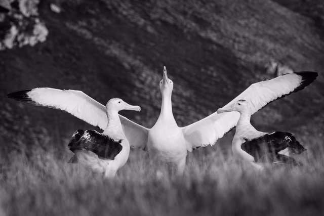 Un albatros errante exhibiéndose ante posibles parejas.