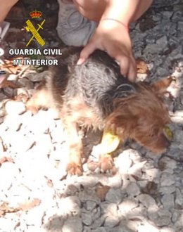 Perro Yorkshire abandonado en un vehículo  en Asturias con altas temperaturas.