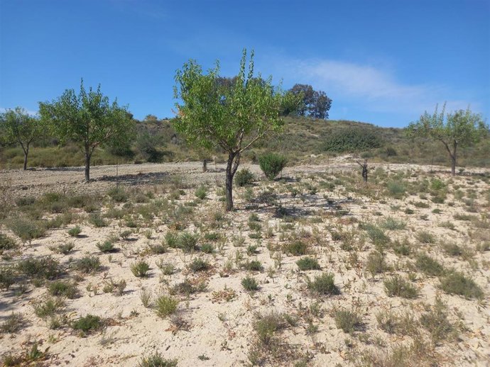 Tomillo cultivado entre almendros