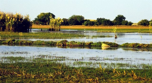 Una vista de los pantanos de Bangweulu, Zambia, en la isla Shoebill en la estación seca