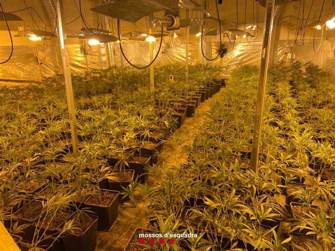 Plantación de marihuana localizada por los Mossos en una nave industrial de Lleida.