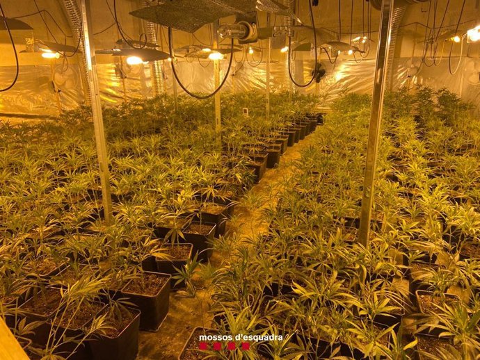 Plantació de marihuana localitzada pels Mossos en una nau industrial de Lleida.