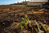 Los plataneros piden la recuperación de casi 600 hectáreas de cultivo afectadas por la erupción de Cumbre Vieja