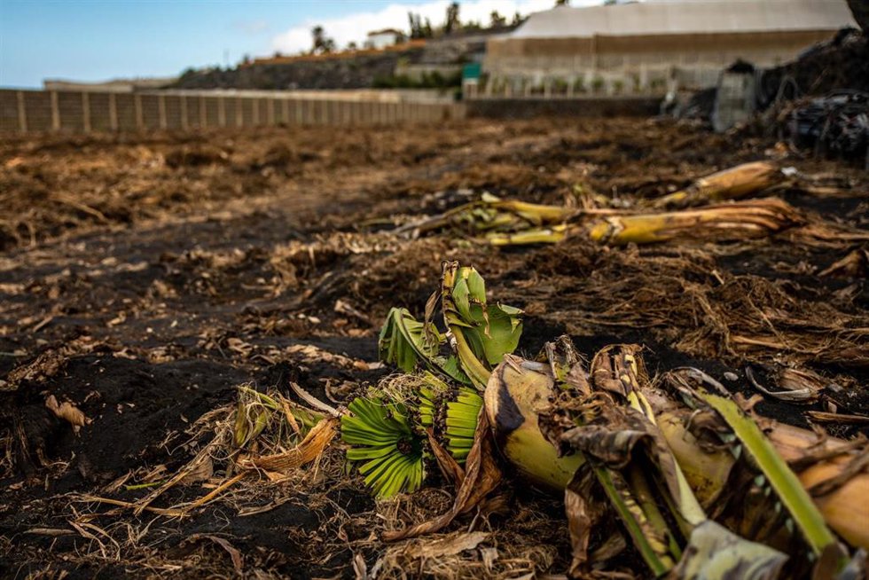 Archivo - Restos de una platanera en una finca, a 13 de febrero de 2022, en Las Manchas, Los Llanos de Aridane, La Palma