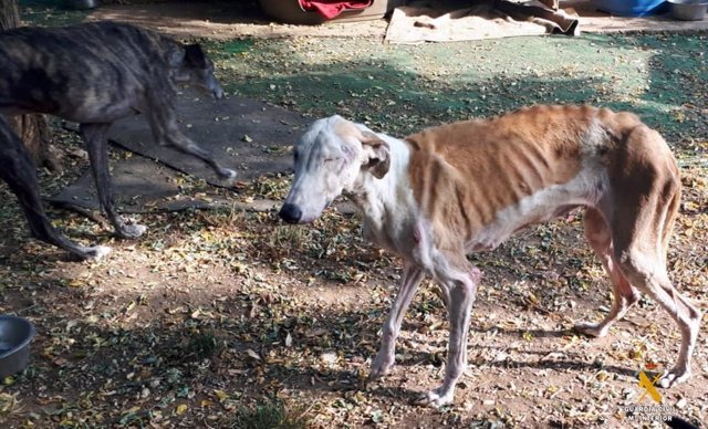 Perro en mal estado encontrado en un refugio de animales de Almería que está siendo investigado