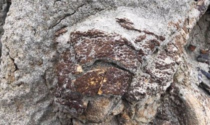 Un raro dinosaurio con piel fosilizada hallado en Canadá