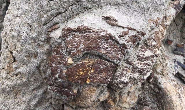 Detalle del dinosaurio fósil con piel hallado en Canadá