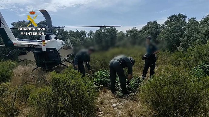 La Guardia Civil incauta más de 1000 plantas de marihuana en una montaña de Villalonga