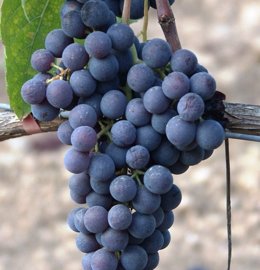 Giró negro, la nueva variedad de viña autorizada para la plantación en Baleares