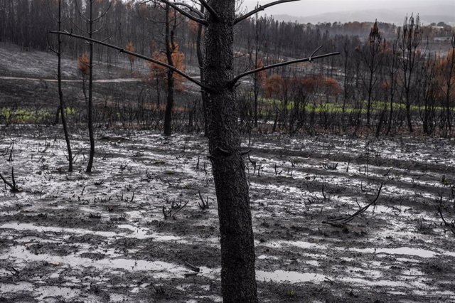 13/09/2022. Verín, Ourense, Galicia, España.  Greenpeace alerta del peligro de la contaminación del agua por lluvias en las zonas incendiadas y demanda medidas para evitarlas.