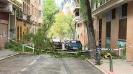 La caída de una gran rama de un árbol corta la avenida Emperatriz Isabel
