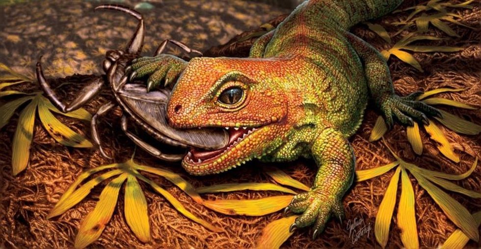 La nueva especie probablemente comía insectos y posiblemente algunos invertebrados de caparazón duro.