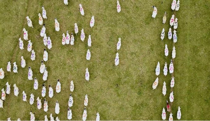 Intervención artística con ovejas.