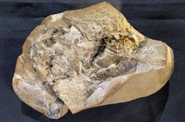El fósil del pez Gogo donde los investigadores descubrieron el corazón conservado en 3D de 380 millones de años.