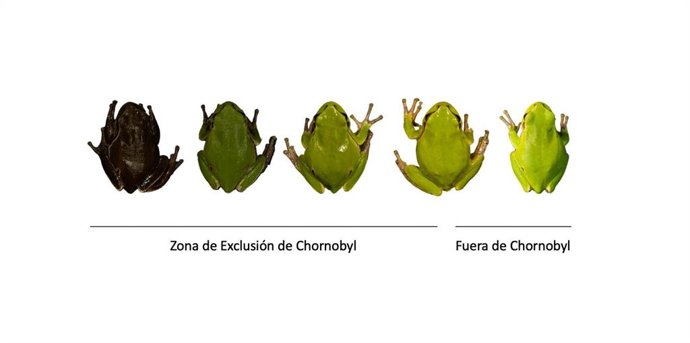 Figura de ranas en el área de Chernóbil