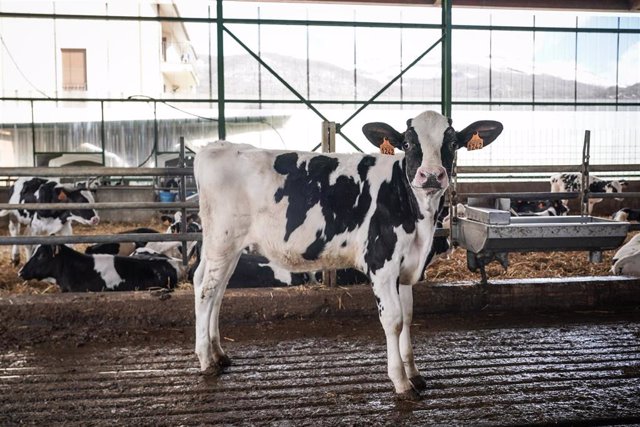 Archivo - Una vaca en la granja Lacturale, a 3 de abril de 2022, en Etxebarri, Navarra, (España). El grupo Sociedad Agraria de Transformación (S.A.T.) Lacturale es un proyecto de ganaderos de Navarra que tiene como objetivo comercializar la leche que prod