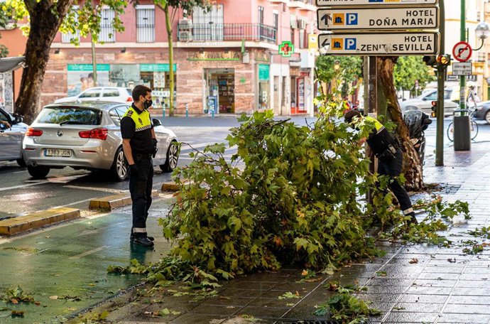 Archivo - Imagen de archivo de dos policías municipales retirando una rama caída en la calle Luis Montoto.