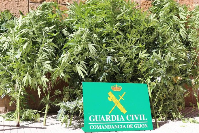 Incautación de la Guardia Civil de una plantación de marihuana en Perlora (Carreño), en Asturias