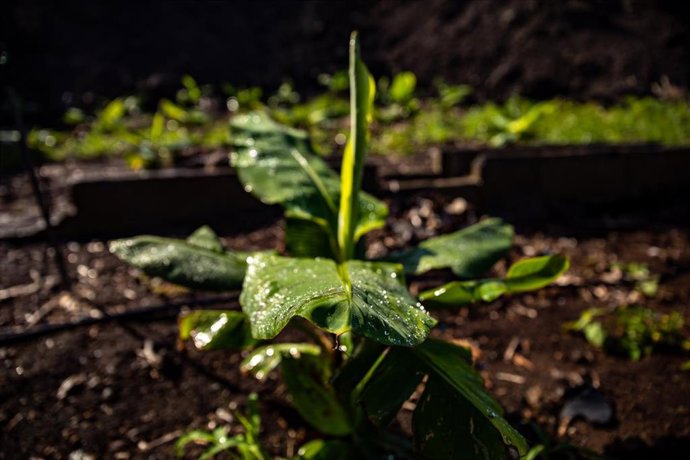 Replantación de varias fincas de cultivo de plátano que quedaron arrasadas por la lava del volcán en el municipio de Tazacorte, a 14 de septiembre de 2022, en La Palma, Santa Cruz de Tenerife Canarias (España). La erupción del volcán Tajogaite (Cumbre V