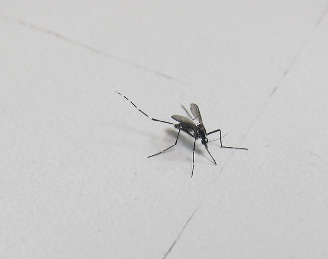 Archivo - Imatge d'arxiu d'un mosquit