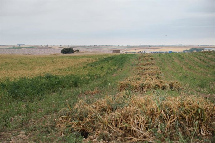 Archivo - Imagen de archivo de un campo de cultivo. 