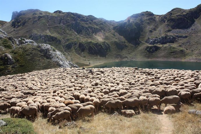 Fiesta de la Transhumancia.