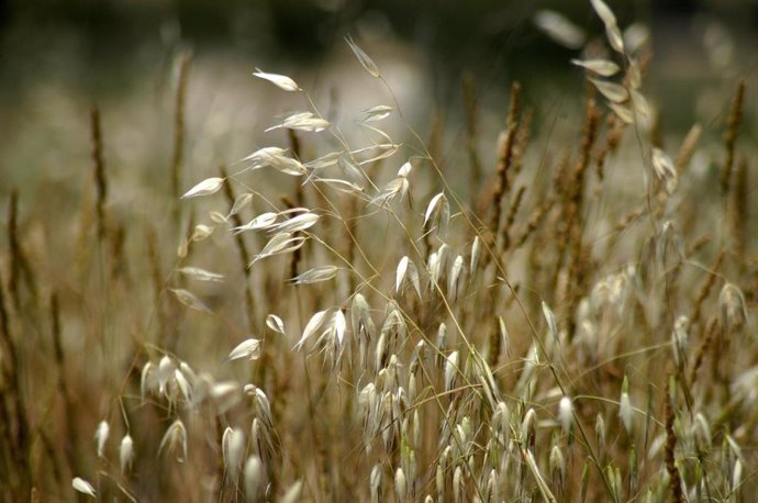 Imagen de recurso de semillas de trigo.