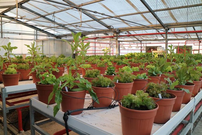 Los profesionales del CITA presentarán investigaciones frutales y hortícolas que se llevan a cabo en el centro aragonés.