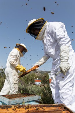 Archivo - Apicultores.