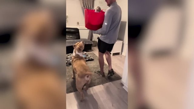 Así reacciona este perro al conocer al nuevo cachorro de la familia