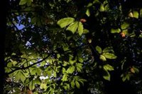 El próximo otoño será más cálido y seco de lo normal después del verano más caluroso desde que hay registros