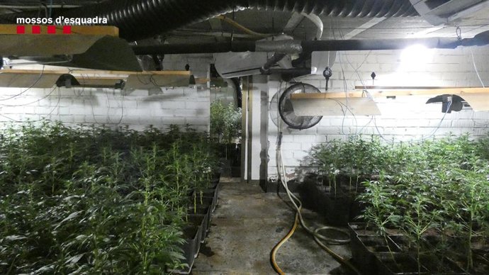 Imagen de la plantación 'indoor' en Peralada (Girona)