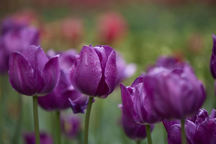 Archivo - Tulipanes y otras flores, en el Real Jardín Botánico, a 23 de abril de 2022, en Madrid (España). El Real Jardín Botánico de Madrid es un centro de investigación del Consejo Superior de Investigaciones Científicas (CSIC). Fernando VI ordenó la 