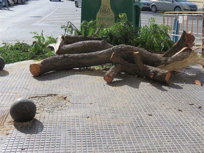 Andalucía por Sí lamenta el "deficiente mantenimiento de la arboleda" en Huelva.