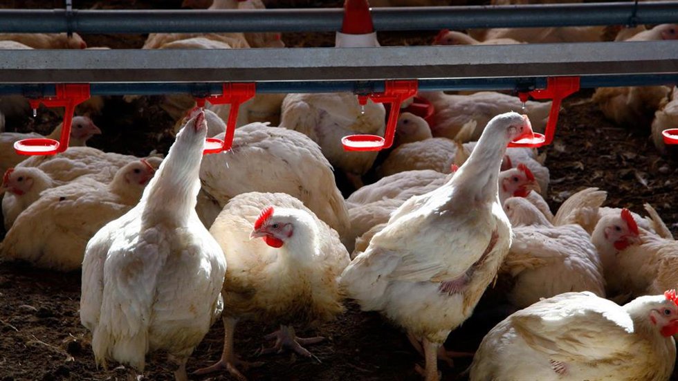 Gallinas en la granja